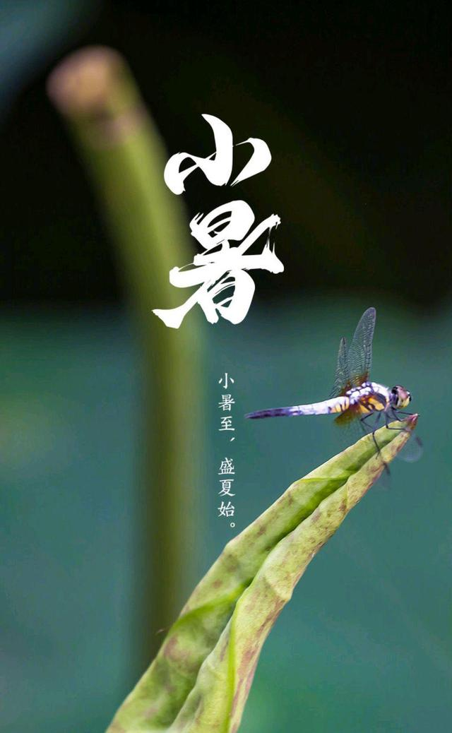 一节气一文物之小暑